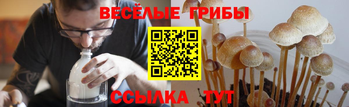 Касимов  Псилоцибиновые грибы MAGIC MUSHROOMS  Вход с VPN 